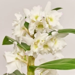 Зображення товару Дендробіум Аполлон 1ст., артикул: 22100