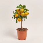 Зображення товару Цитрофортунелла Ліметта, артикул: 53953