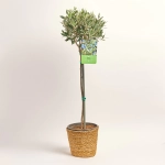 Зображення товару Оливкове дерево штамб. в кашпо, артикул: 47832