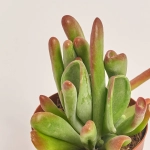 Зображення товару Сукулент мікс, артикул: 2084