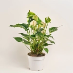 Зображення товару Антуріум Вайт Чемпіон, артикул: 2177