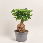 Зображення товару Фікус мікрокарпа Гінсенг, артикул: 52069