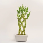 Зображення товару Бамбук Лакі в кераміці плетений, артикул: 31567