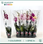 Зображення товару Фаленопсис 1ст. мікс, артикул: 55204