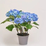 Зображення товару Гортензія блакитна 9ст., артикул: 39637
