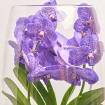 Зображення товару Ванда Шамапань у склі, артикул: 42957