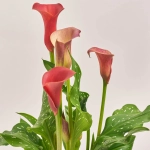 Зображення товару Зантедескія мікс, артикул: 28195