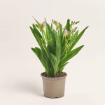 Зображення товару Фрезія фіолетова, артикул: 46725