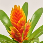 Зображення товару Врієзія Інтенсо Епрікот, артикул: 52204