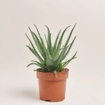 Зображення товару Алоє Арборесценс, артикул: 33827