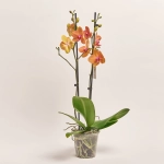 Зображення товару Фаленопсис 2ст. мікс, артикул: 19290