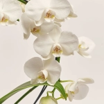 Зображення товару Фаленопсис каскад 2ст. білий, артикул: 53204