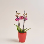 Зображення товару Фаленопсис міні в кер. 2ст., артикул: 18851