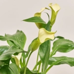 Зображення товару Зантедескія мікс, артикул: 23609