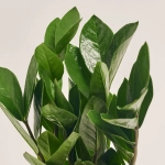 Зображення товару Заміокулькас 5ст., артикул: 54990