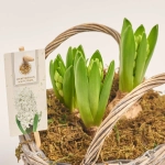 Зображення товару Гіацинт мікс у плет. кошику, артикул: 55889