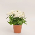 Зображення товару Хризантема Крістал мікс, артикул: 34085