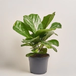 Зображення товару Фікус Лірата, артикул: 18058