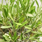 Зображення товару Оливкове дерево штамб., артикул: 56572