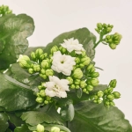 Зображення товару Каланхоє мікс, артикул: 18511