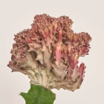 Зображення товару Еуфорбія Лактея Крістата в кер., артикул: 37586