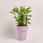 Зображення товару Антуріум та Кашпо Сет 521, артикул: 55085