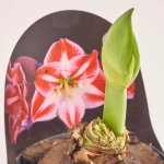 Зображення товару Амариліс Спартакус, артикул: 56044