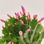 Зображення товару Шлюмбергера мікс, артикул: 42391