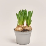 Зображення товару Гіацинт Єллоу Стоун, артикул: 55446