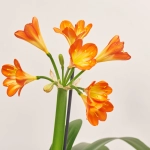 Зображення товару Клівія Мініата, артикул: 1260