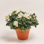 Зображення товару Азалія мікс в кер., артикул: 25146