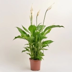 Зображення товару Спатифіллум Вівальді, артикул: 52805