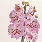 Зображення товару Фаленопсис 2ст. мікс, артикул: 19290