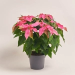 Зображення товару Пуансетія мікс, артикул: 53273