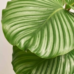 Зображення товару Калатея мікс, артикул: 21494