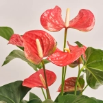 Зображення товару Антуріум Мейн, артикул: 30260