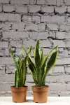 Зображення товару Сансевієрія Лауренті, артикул: 1395