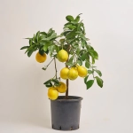 Зображення товару Цитрофортунелла Лимон Мейера, артикул: 24727
