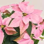 Зображення товару Пуансетія мікс, артикул: 3680