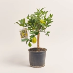 Зображення товару Цитрофортунелла мікрокарпа, артикул: 35706