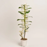 Зображення товару Дендробіум Аполлон 1ст., артикул: 22100