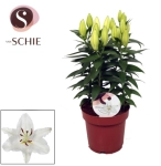 Зображення товару Лілія біла, артикул: 57225