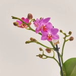 Зображення товару Фаленопсис міні 1ст. мікс, артикул: 55300