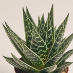 Зображення товару Алоє Тікі Тахі, артикул: 19287