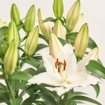 Зображення товару Лілія біла, артикул: 4063
