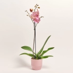 Зображення товару Фаленопсис та Кашпо Сет 346, артикул: 56292