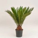 Зображення товару Цикас Революта, артикул: 52803