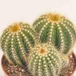 Зображення товару Нотокактус Варассі, артикул: 33837