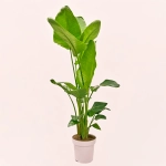 Зображення товару Стреліція Ніколай, артикул: 54155