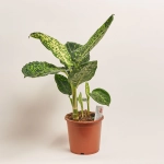 Зображення товару Дифенбахія Рефлектор, артикул: 55218